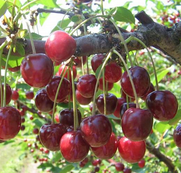 Вишня Лебедянская